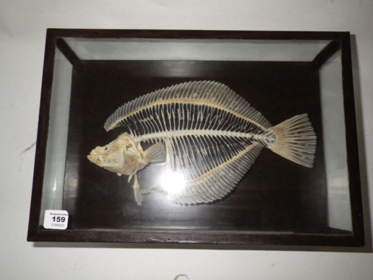 Squelette de poisson carrelet présenté sous vitrine 31 x 21 cm