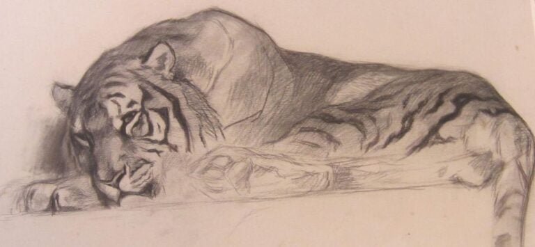 Tigre au repos