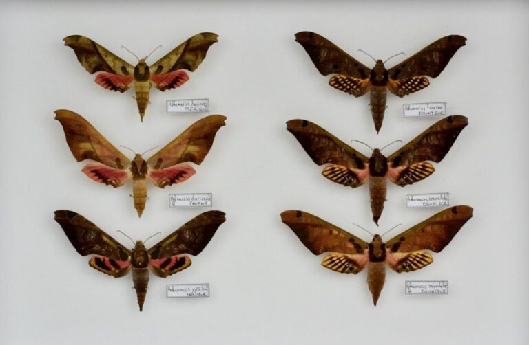 Uranidae- Chalcosiinae- Sphingidae- Papilionida