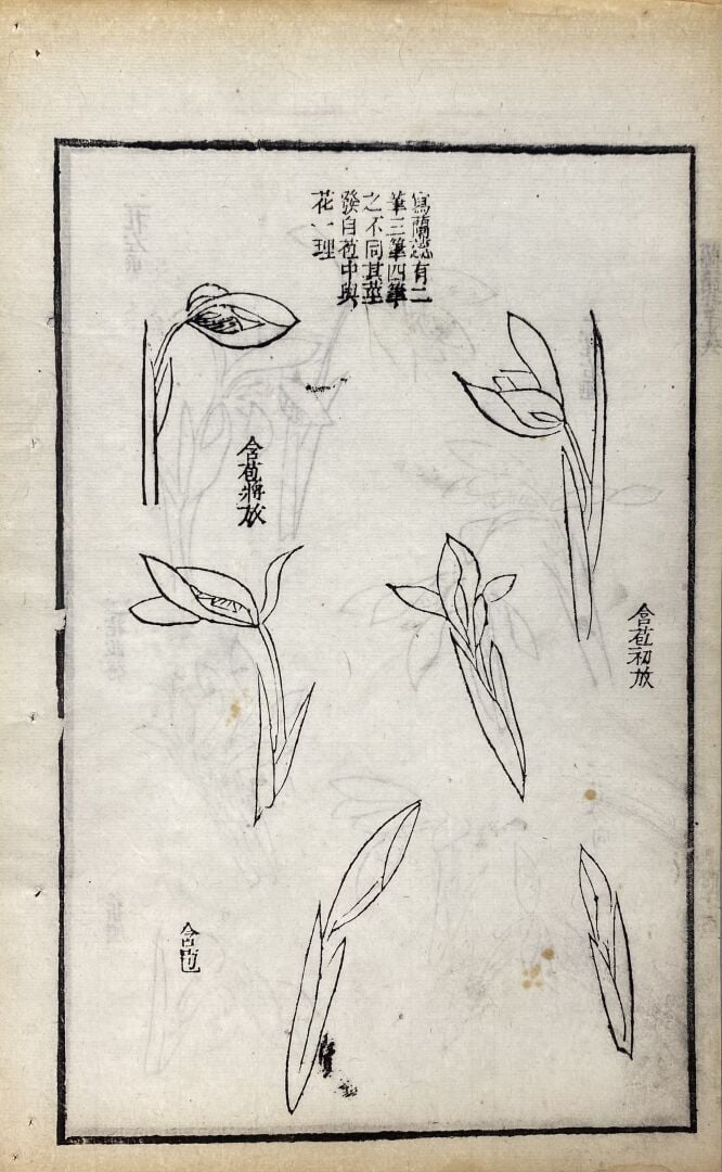 Wang Gai (1677-1705) - Qing zai tang lan pu - Recueil moderne des orchidées, de…