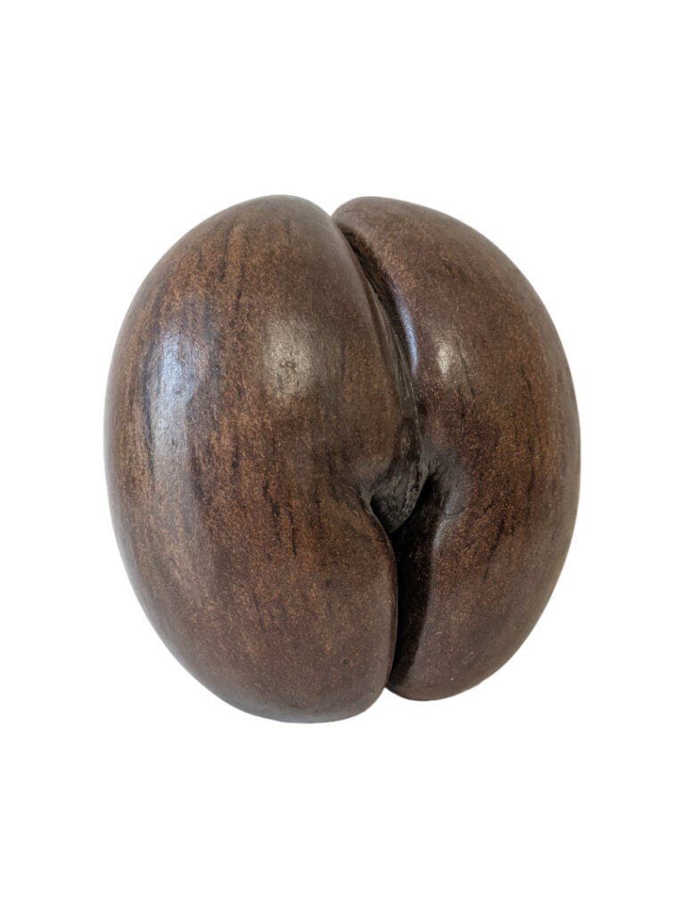 Fruit de palmier des Seychelles dit « coco fesses ». - 30 x 27 x 17 cm