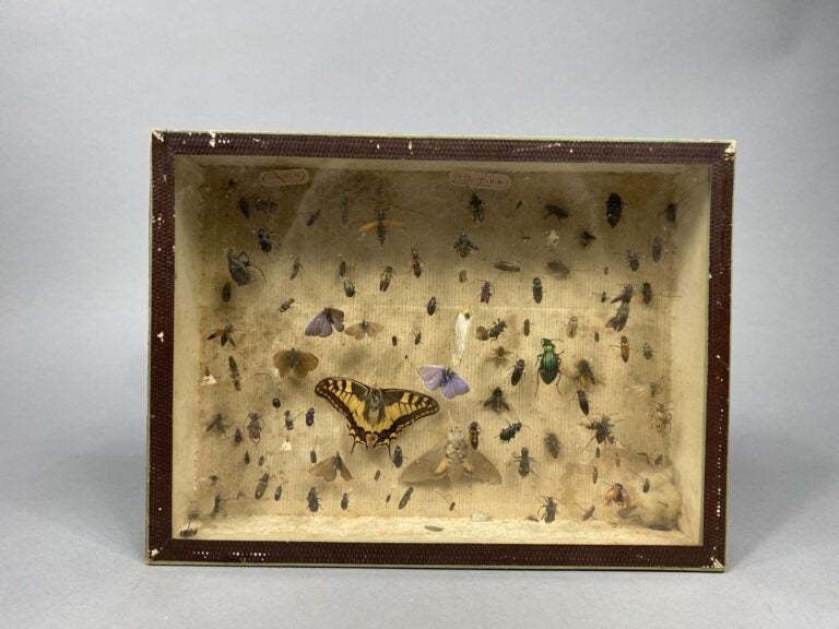 Paire de cadres entomologiques contenant des insectes et papillons naturalisés