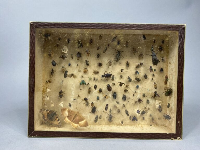 Paire de cadres entomologiques contenant des insectes et papillons naturalisés