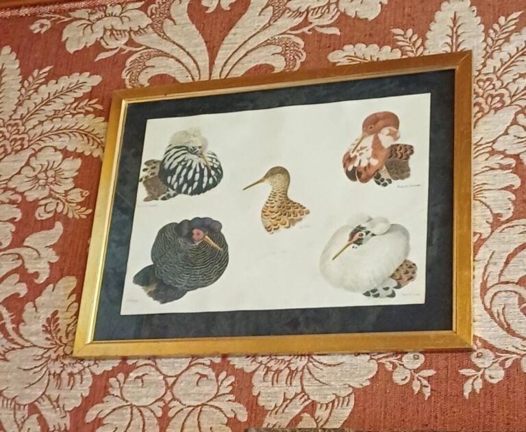 L DELAPCHIER. 26 dessins figurant des oiseaux