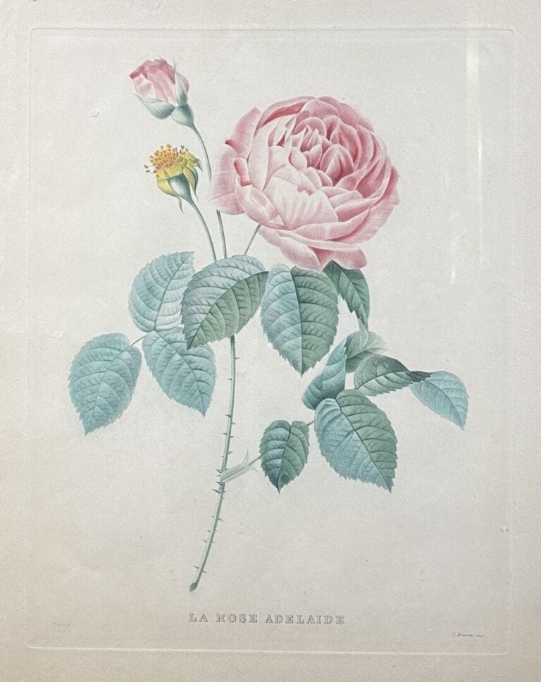 Ensemble de trois gravures comprenant : - - Camelia japonica Donckelari - - La…