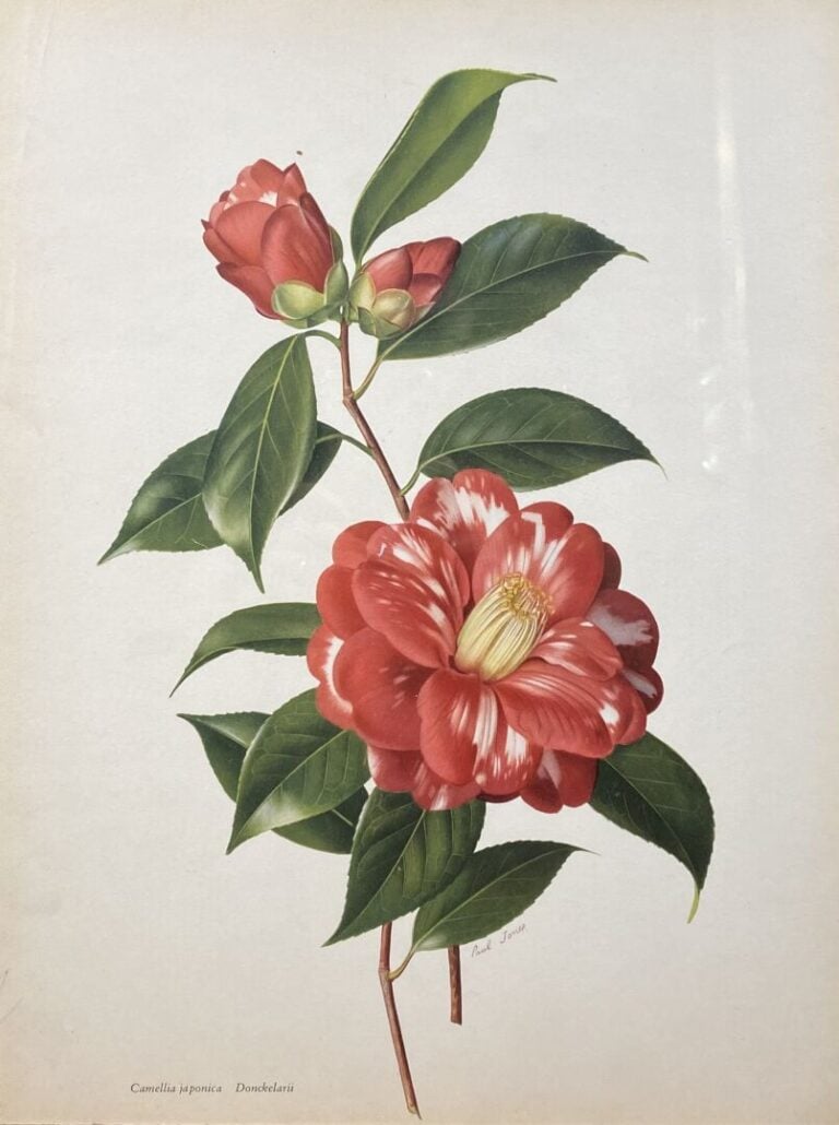 Ensemble de trois gravures comprenant : - - Camelia japonica Donckelari - - La…
