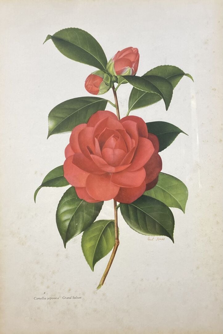 Ensemble de trois gravures comprenant : - - Camelia japonica Donckelari - - La…