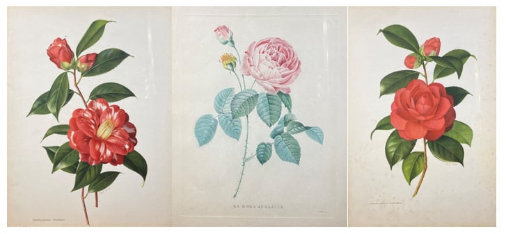 Ensemble de trois gravures comprenant : - - Camelia japonica Donckelari - - La…