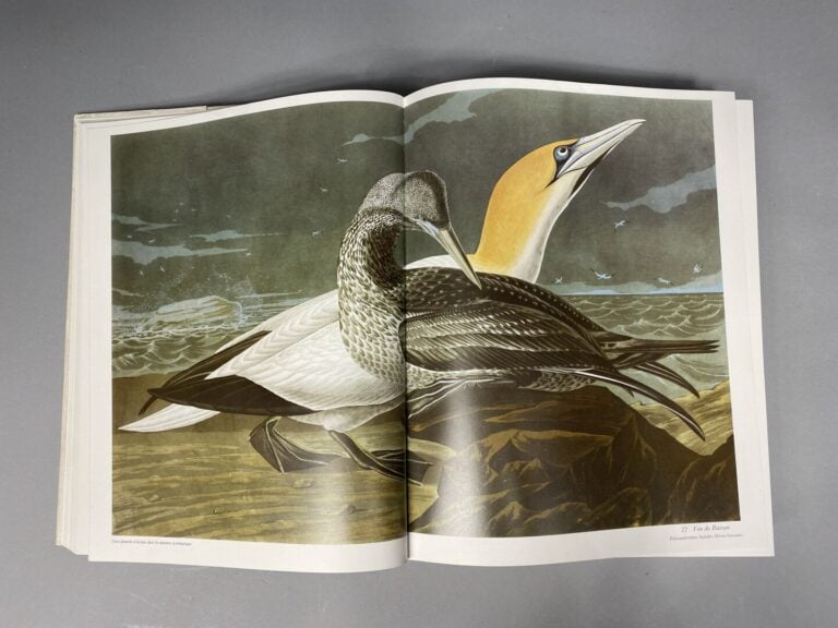 J.-J. AUDUBON - Le grand livre des oiseaux - Préface de Jean Dorst - Citadelles…
