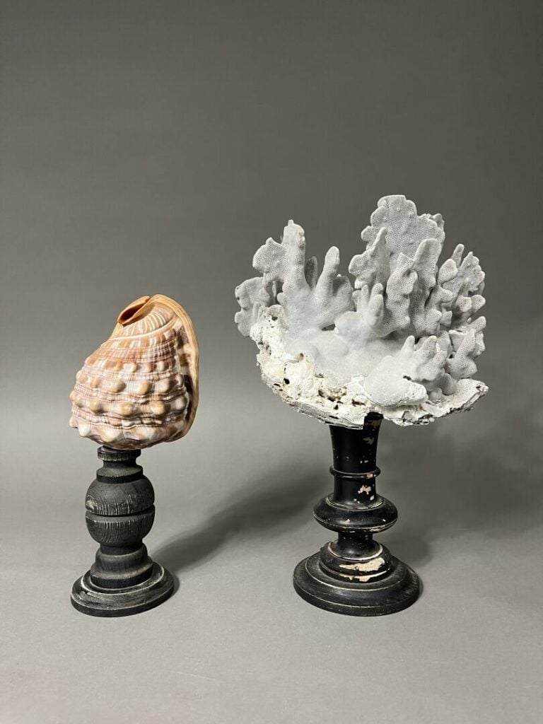 Ensemble de deux objets de vitrine comprenant un coquillage et un corail, tous…