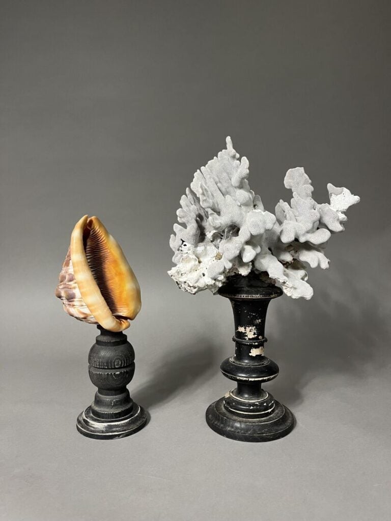 Ensemble de deux objets de vitrine comprenant un coquillage et un corail, tous…