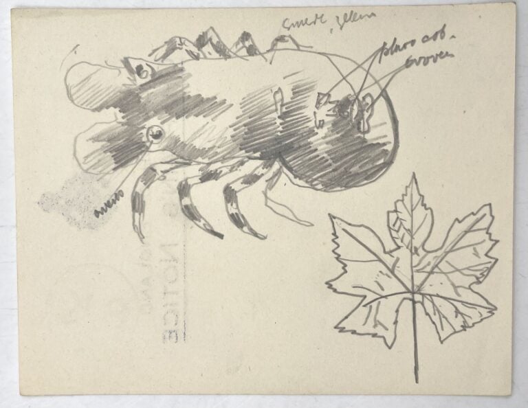 SLAVKO KOPAČ (1913-1995) - Arbres, crayon sur papier, au dos: arbre et chèvre,…