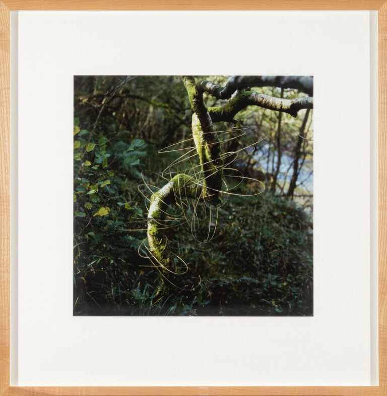 Andy GOLDSWORTHY (1956) - Grass stalks joined drawing a tree, 1990 - Tirage pho…