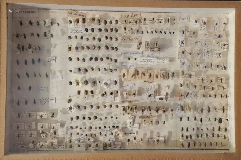 Ensemble de 15 boites entomologiques, certaines avec étiquette collection H. OT…