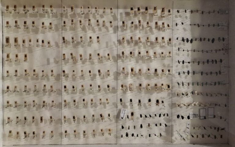 Ensemble de 15 boites entomologiques, certaines avec étiquette collection H. OT…