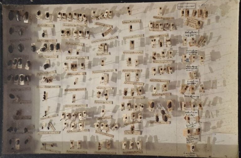 Ensemble de 15 boites entomologiques, certaines avec étiquette collection H. OT…
