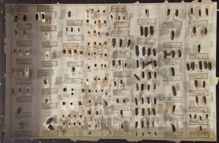 Ensemble de 15 boites entomologiques, certaines avec étiquette collection H. OT…