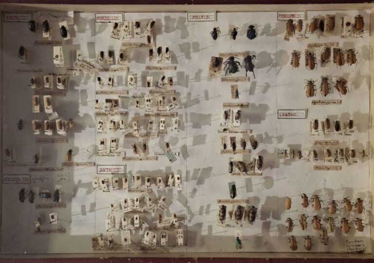 Ensemble de 15 boites entomologiques, certaines avec étiquette collection H. OT…