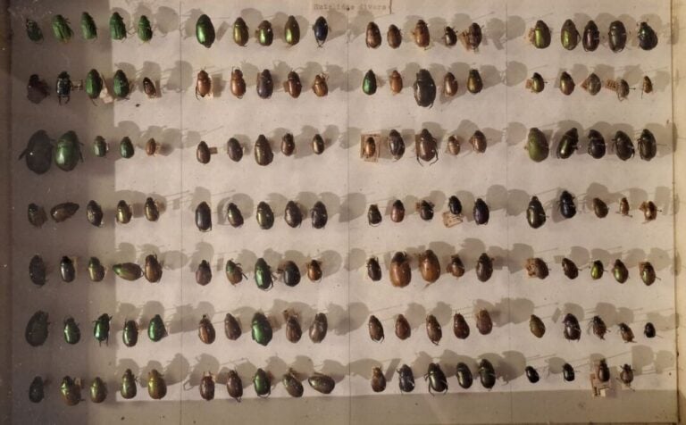 Ensemble de 15 boites entomologiques, certaines avec étiquette collection H. OT…