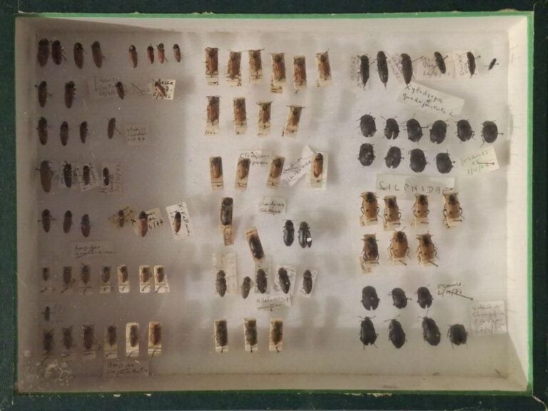 Ensemble de 15 boites entomologiques, certaines avec étiquette collection H. OT…