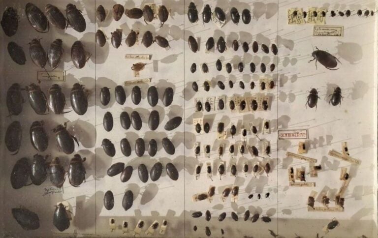 Ensemble de 15 boites entomologiques, certaines avec étiquette collection H. OT…