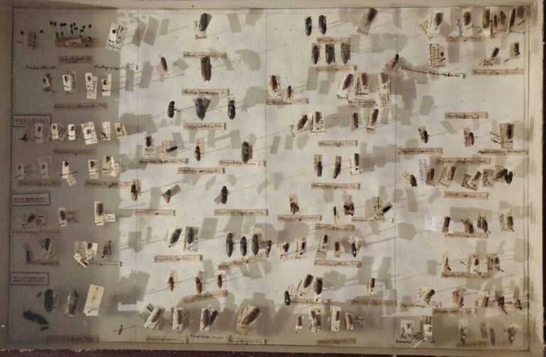 Ensemble de 15 boites entomologiques, certaines avec étiquette collection H. OT…
