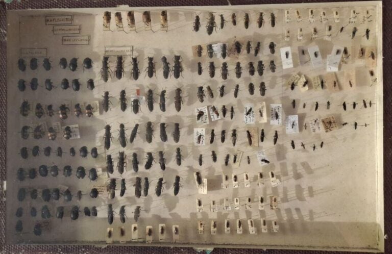 Ensemble de 15 boites entomologiques, certaines avec étiquette collection H. OT…