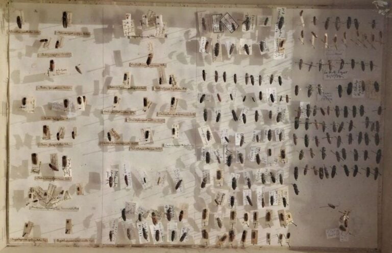 Ensemble de 15 boites entomologiques, certaines avec étiquette collection H. OT…