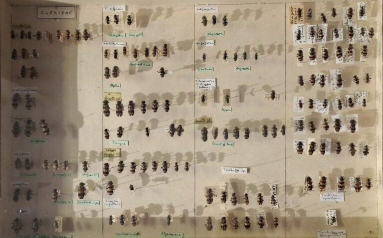 Ensemble de 15 boites entomologiques, certaines avec étiquette collection H. OT…