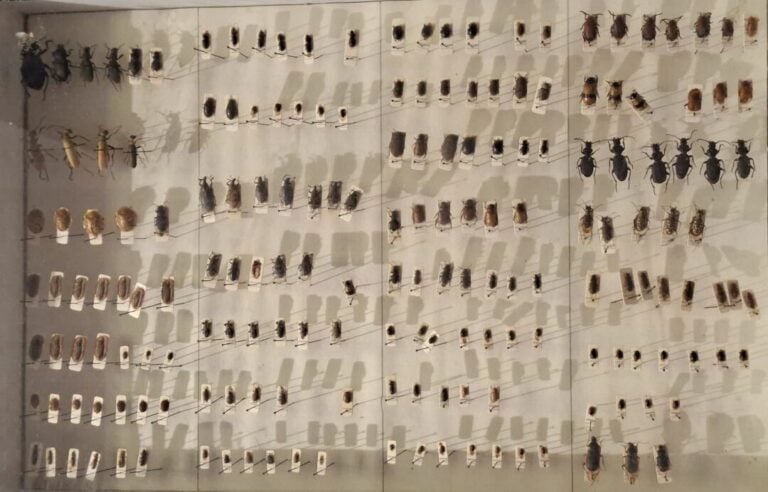 Ensemble de 15 boites entomologiques, certaines avec étiquette collection H. OT…