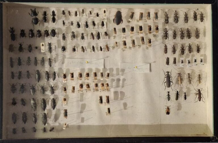 Ensemble de 15 boites entomologiques, certaines avec étiquette collection H. OT…