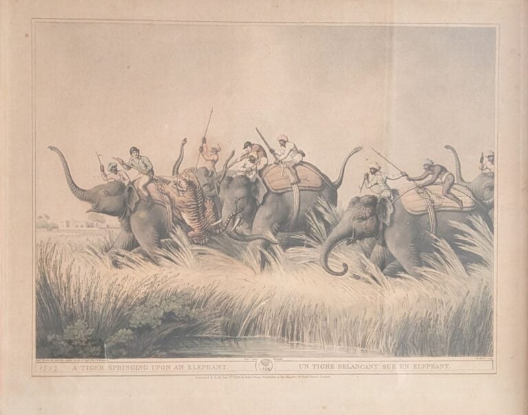 Thomas WILLIAMSON (act.c.1800 - c.1835), d'après - La chasse au loup - Un tigre…